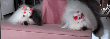 Família Sheepdog
