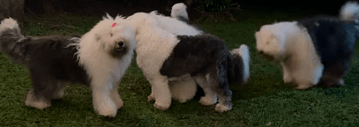 Família Sheepdog