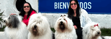 Família Sheepdog