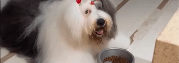 Família Sheepdog
