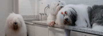 Família Sheepdog