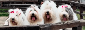 Família Sheepdog
