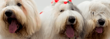 Família Sheepdog