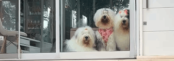 Família Sheepdog